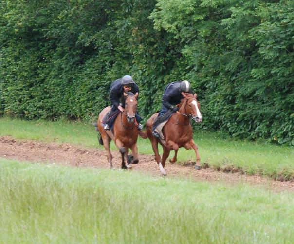 Alsalaal__Stef__Stelio_gallops