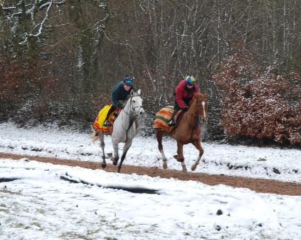 Chartreux__Junior_gallops_040111