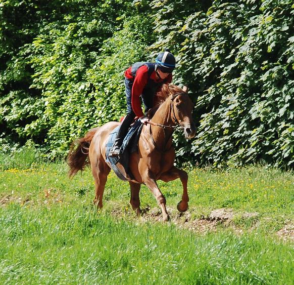 Choumakeur_gallops_May11