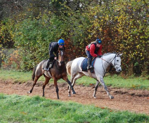 Dream_Esteem__Chartreux_gallops