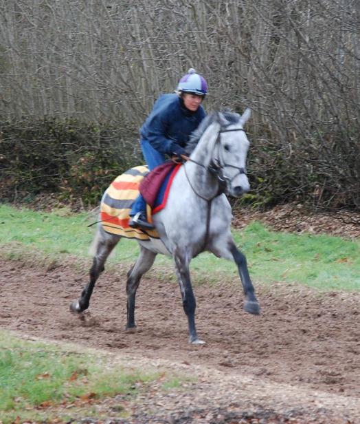 Dynaste_gallops_feb13.jpg