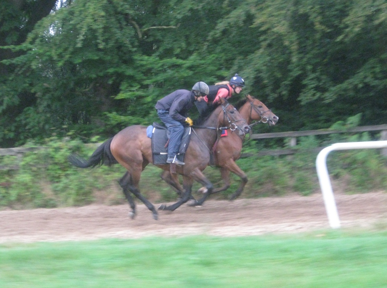 George_Herbert__Mount_Haven_gallops_Sept14