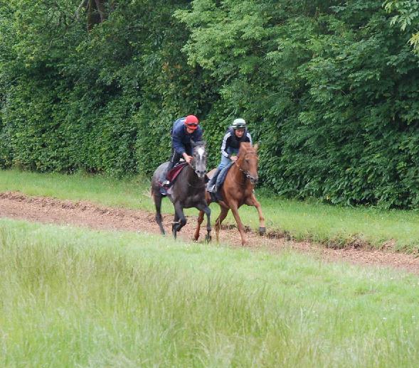 Grey_Dream__Choumakeur_gallops