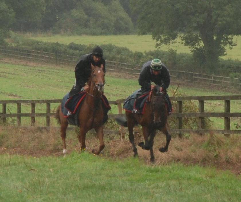 Home_Run__Heath_Hunter_gallops_sept_13