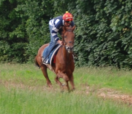 Top_Wood_gallops_June14