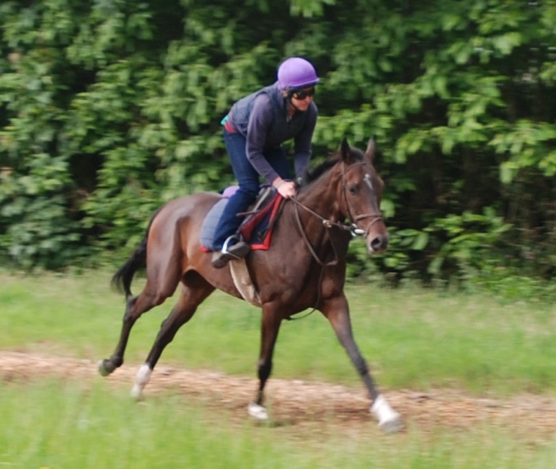 Vif_Argent_gallops_June14_web